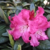 Berliner Liebe  insigne-hybr- Рододендрон гибридный - Berliner Liebe  insigne-hybr - Rhododendron hybridum