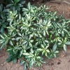 Blattgold- Рододендрон гибридный - Blattgold - Rhododendron hybridum