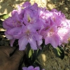 Blattgold- Рододендрон гибридный - Blattgold - Rhododendron hybridum