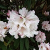 Blewbury Рододендрон гибридный - Blewbury - Rhododendron hybridum