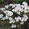 Blewbury Рододендрон гибридный - Blewbury - Rhododendron hybridum