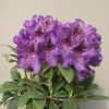 Blue Boy- Рододендрон гибридный - Blue Boy - Rhododendron hybridum
