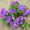 Blue Boy- Рододендрон гибридный - Blue Boy - Rhododendron hybridum