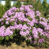 Blutopia - Rhododendron hybrid - Blutopia - Rhododendron hybridum