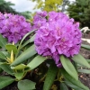 Bohlken's Lupinenberg Laguna  - różanecznik jakuszimański - Bohlken's Lupinenberg Laguna -Rhododendron yakushimanum