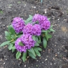 Bohlken's Lupinenberg Laguna  - różanecznik jakuszimański - Bohlken's Lupinenberg Laguna -Rhododendron yakushimanum