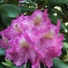 Bohlkens Lupinenberg-  Rhododendron yakushimanum - Bohlkens Lupinenberg -Rhododendron yakushimanum