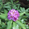 Bohlkens Lupinenberg-  Rhododendron yakushimanum - Bohlkens Lupinenberg -Rhododendron yakushimanum