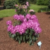 Bolesław Chrobry ROYAL LILAC PBR - Rhododendron hybrid - Bolesław Chrobry ROYAL LILAC PBR - Rhododendron hybridum