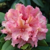 Brasilia - wardii-hybr. - Rhododendron hybrid - Brasilia - wardii-hybr. - Rhododendron hybridum