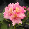 Brasilia - wardii-hybr. - różanecznik wielkokwiatowy - Brasilia - wardii-hybr. - Rhododendron hybridum