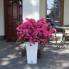 Anne Frank - Японскaя aзалия - Anne Frank - Rhododendron