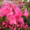 Katja - Japanese Azalea - Katja - Rhododendron; Azalea japonica