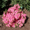 Kirstin - Japanese Azalea - Kirstin - Rhododendron