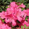 Kirstin - Japanese Azalea - Kirstin - Rhododendron