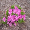 Königstein - Japanische Azalee - Königstein - Rhododendron