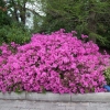 Orlice - Azalia japońska - Orlice - Rhododendron