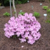 Staccato - Japanese azalea - Staccato - Rhododendron