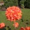 Mandarin Lights - Azalea - Mandarin Lights - Rhododendron (Azalea)