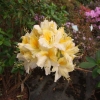 Northern Hi-Lights - Azalee - Northern Hi-Lights - Rhododendron (Azalea)