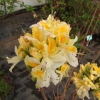 Northern Hi-Lights - Azalia wielkokwiatowa - Northern Hi-Lights - Rhododendron (Azalea)