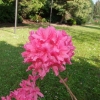 Rosy Lights - Azalia wielkokwiatowa - Rosy Lights - Rhododendron  (Azalea)