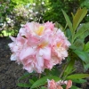 Cecile - Azalee - Cecile - Rhododendron (Azalea)