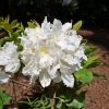 Oxydol - Azalia wielkokwiatowa - Oxydol - Rhododendron (Azalea)