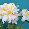 Silver Slipper - Azalee - Silver Slipper - Rhododendron (Azalea)