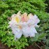 Silver Slipper - Azalee - Silver Slipper - Rhododendron (Azalea)