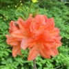 Spek's Orange - Azalee - Spek's Orange - Rhododendron (Azalea)