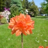 Spek's Orange - Azalee - Spek's Orange - Rhododendron (Azalea)