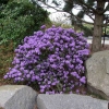 Blue Tit - Kissen-Rhododendron - Blue Tit - Rhododendron impeditum