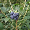Aino PBR - Halfhigh Blueberry - Aino PBR - Vaccinium  angustifolium x Vaccinium corymbosum