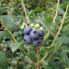 Aino PBR - Heidelbeere - Aino PBR - Vaccinium  angustifolium x Vaccinium corymbosum