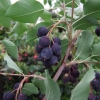 Amelanchier alnifolia - świdośliwa olcholistna - Amelanchier alnifolia