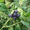 Alvar PBR - Halfhigh Blueberry - Alvar PBR - Vaccinium angustifolium x Vaccinium corymbosum