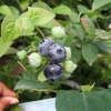 Arto PBR - Halfhigh Blueberry - Arto PBR - Vaccinium  angustifolium x Vaccinium corymbosum