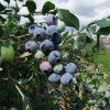 Bluecrop - Highbush blueberry - Bluecrop - Vaccinium corymbosum