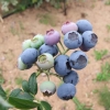 Bluetta - Highbush blueberry - Bluetta - Vaccinium corymbosum