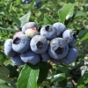 Darrow - Highbush blueberry - Darrow - Vaccinium corymbosum