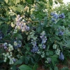 Earliblue - Highbush blueberry - Earliblue - Vaccinium corymbosum