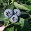 Hardyblue - Heidelbeere - Hardyblue - Vaccinium corymbosum