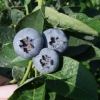 Hardyblue - Highbush blueberry - Hardyblue - Vaccinium corymbosum