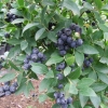 Aino PBR - Halfhigh Blueberry - Aino PBR - Vaccinium  angustifolium x Vaccinium corymbosum