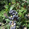 Arto PBR - Halfhigh Blueberry - Arto PBR - Vaccinium  angustifolium x Vaccinium corymbosum