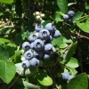 Bluejay - Highbush blueberry - Bluejay - Vaccinium corymbosum