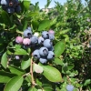 Bluejay - Highbush blueberry - Bluejay - Vaccinium corymbosum