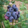 Bluetta - Highbush blueberry - Bluetta - Vaccinium corymbosum