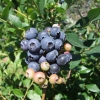 Bluetta - Highbush blueberry - Bluetta - Vaccinium corymbosum